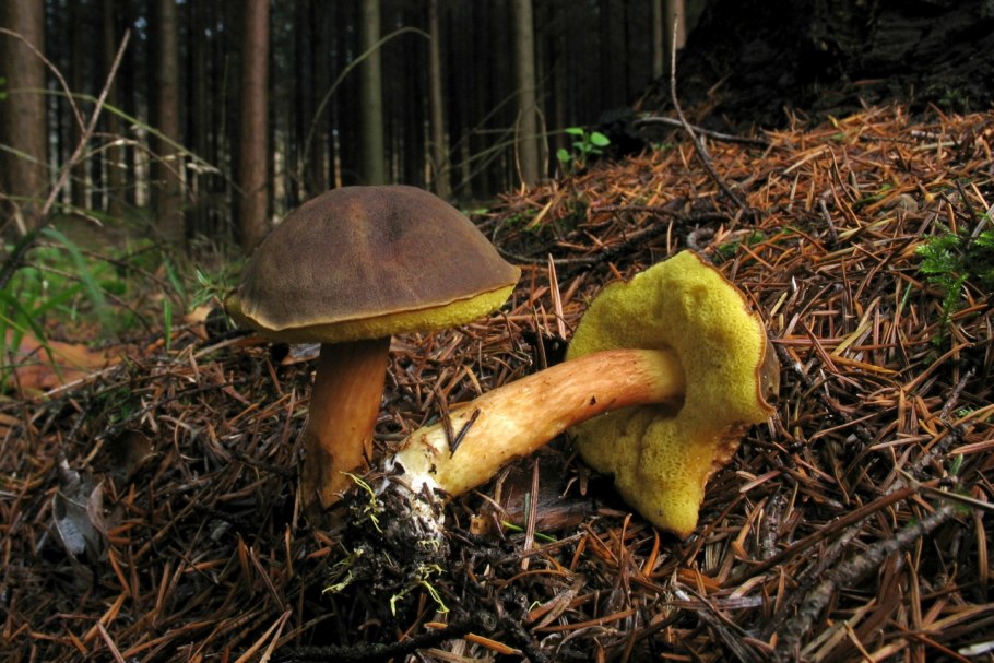 Моховик коричневый (Boletus ferrugineus)