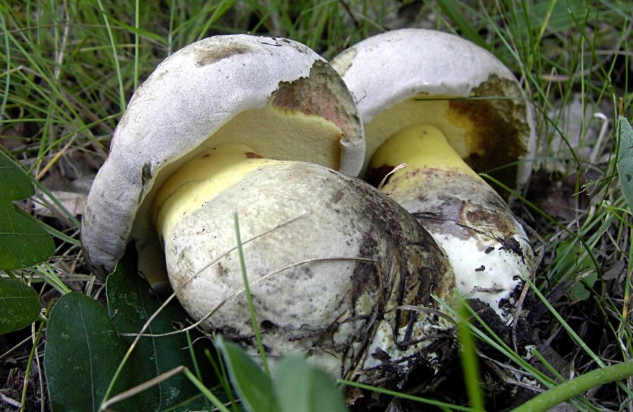 Боровик укореняющийся (Boletus radicans)