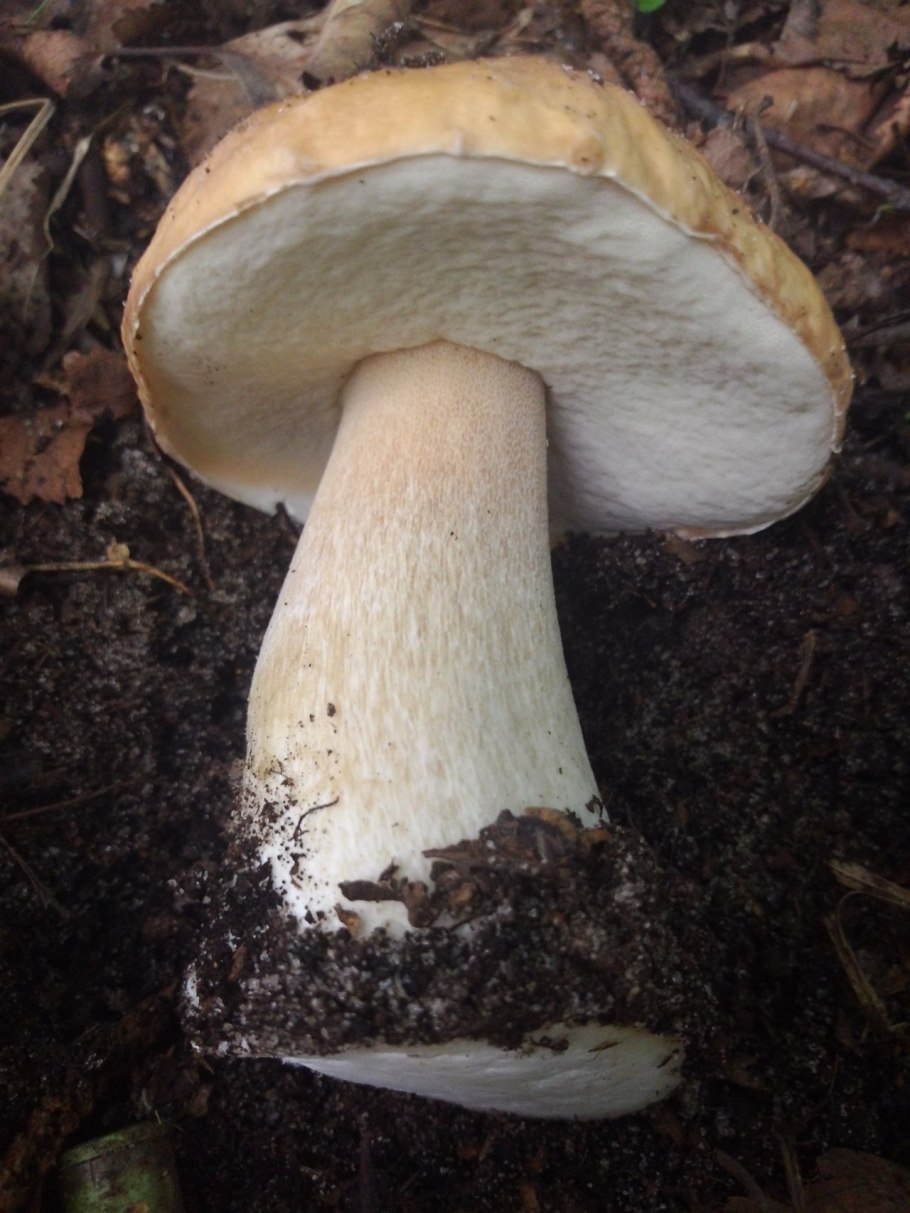 Белый гриб берёзовый Boletus betulicola