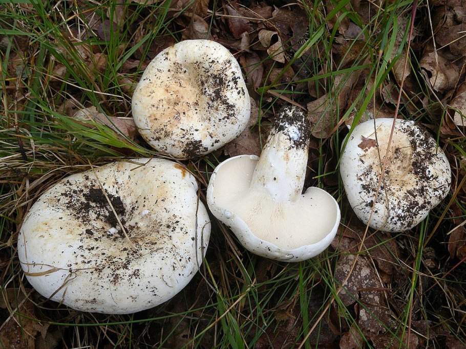 Lactarius glaucescens