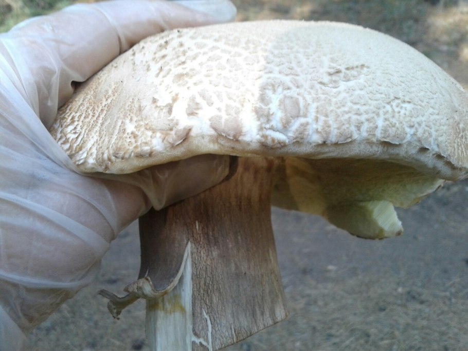 Боровик полубелый
