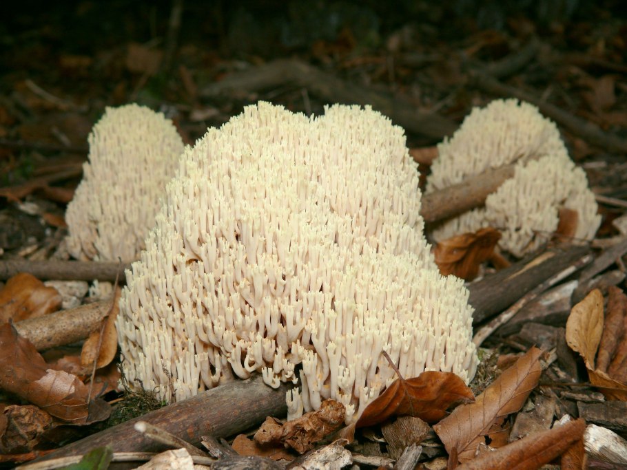 Рогатик прямой (Ramaria stricta).