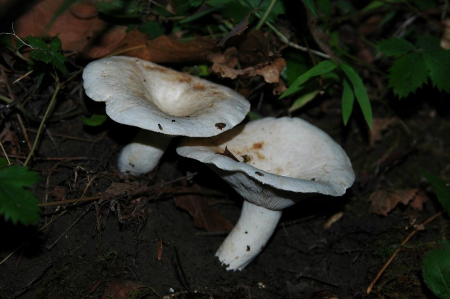 Груздь перечный (Lactarius piperatus)