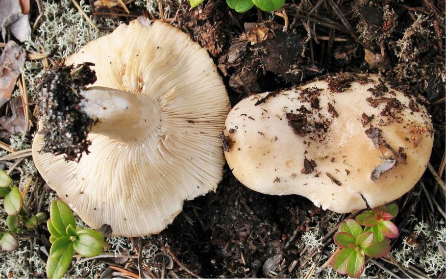 Грибы в Чеховском районе сегодня