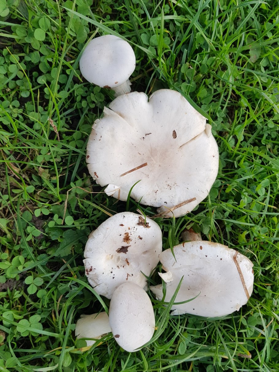 Распознать гриб белого цвета с юбкой