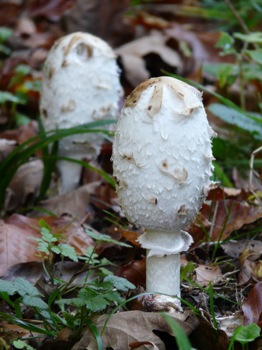 Навозник белый Coprinus comatus