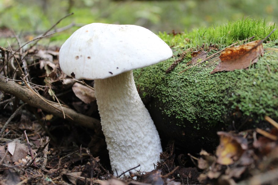 Гриб белая поганка
