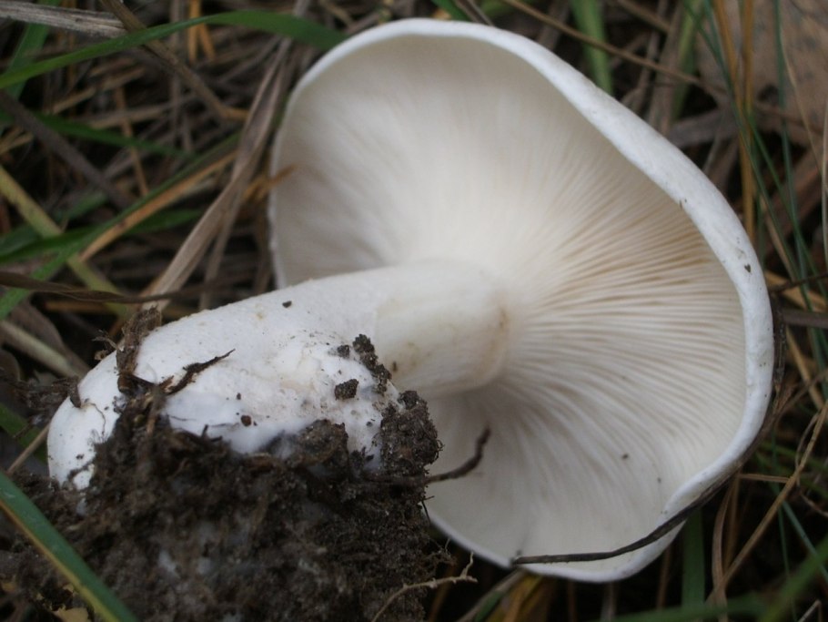 Бледная поганка Крым