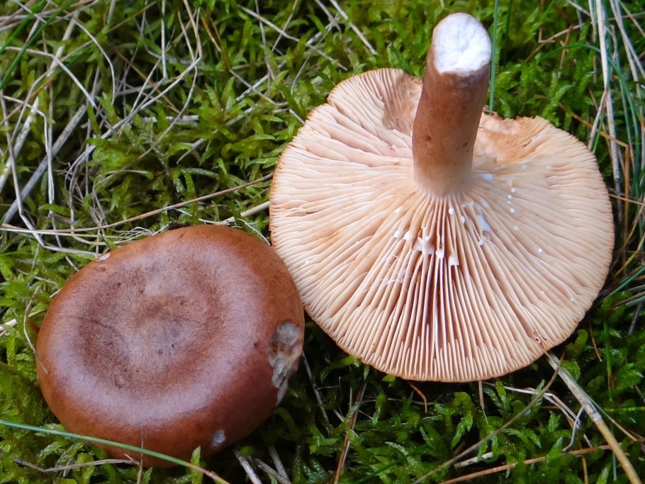 Lactarius badiosanguineus