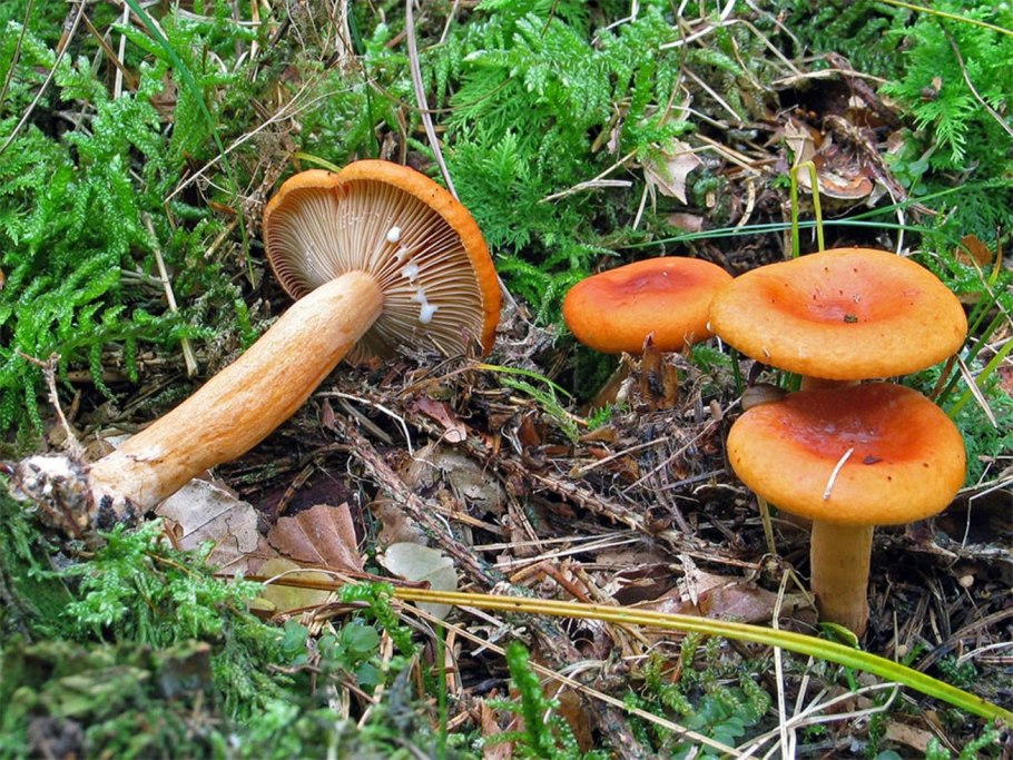 Подольховники грибы