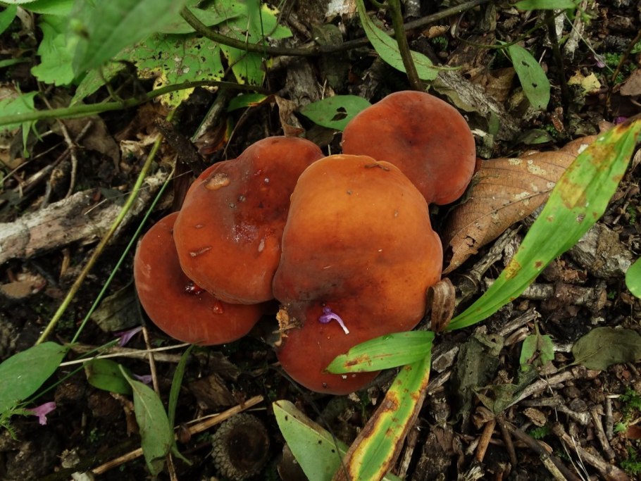 Lactarius volemus подмолочник