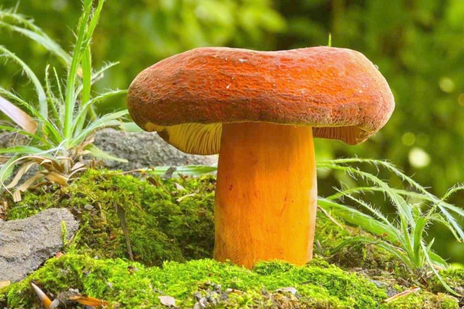 Молочай подорешник гриб