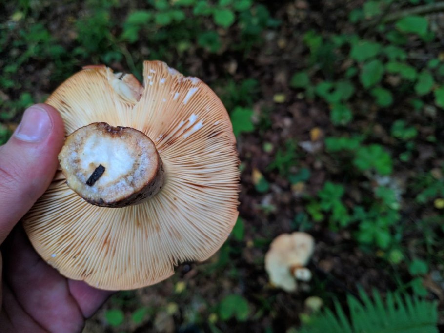 Млечник серо-розовый Lactarius helvus