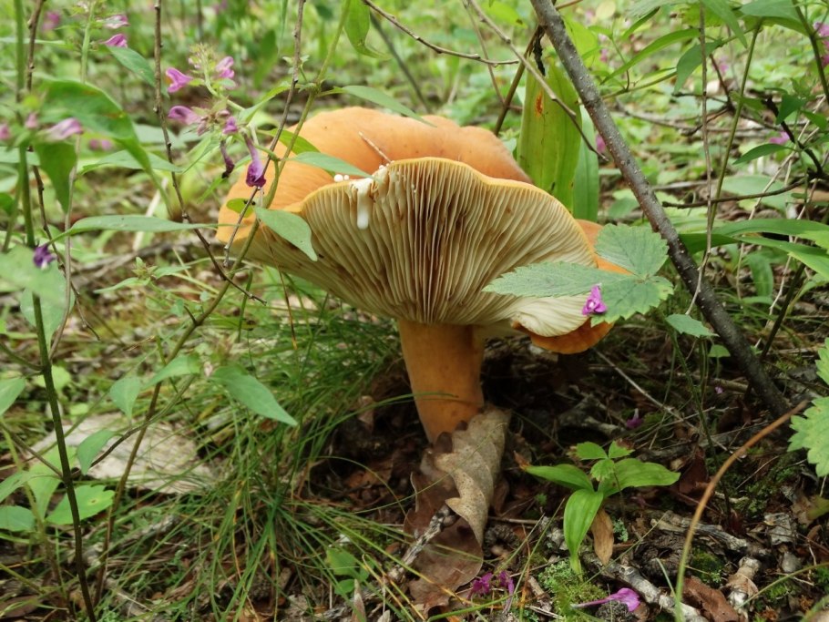 Молочай или подмолочник (Lactarius volemus)