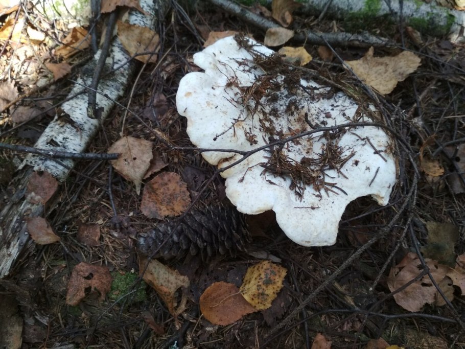Млечник серо-розовый Lactarius helvus