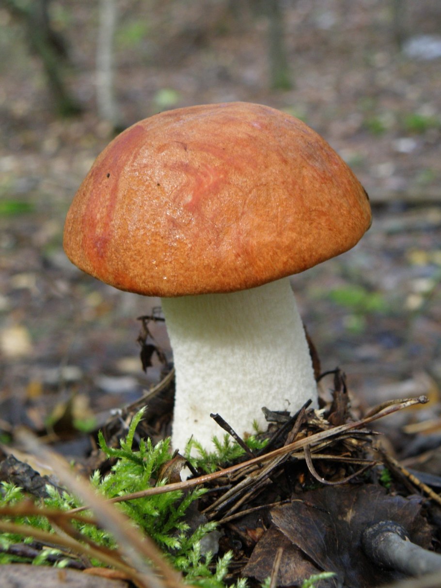 Красноголовики и подосиновики