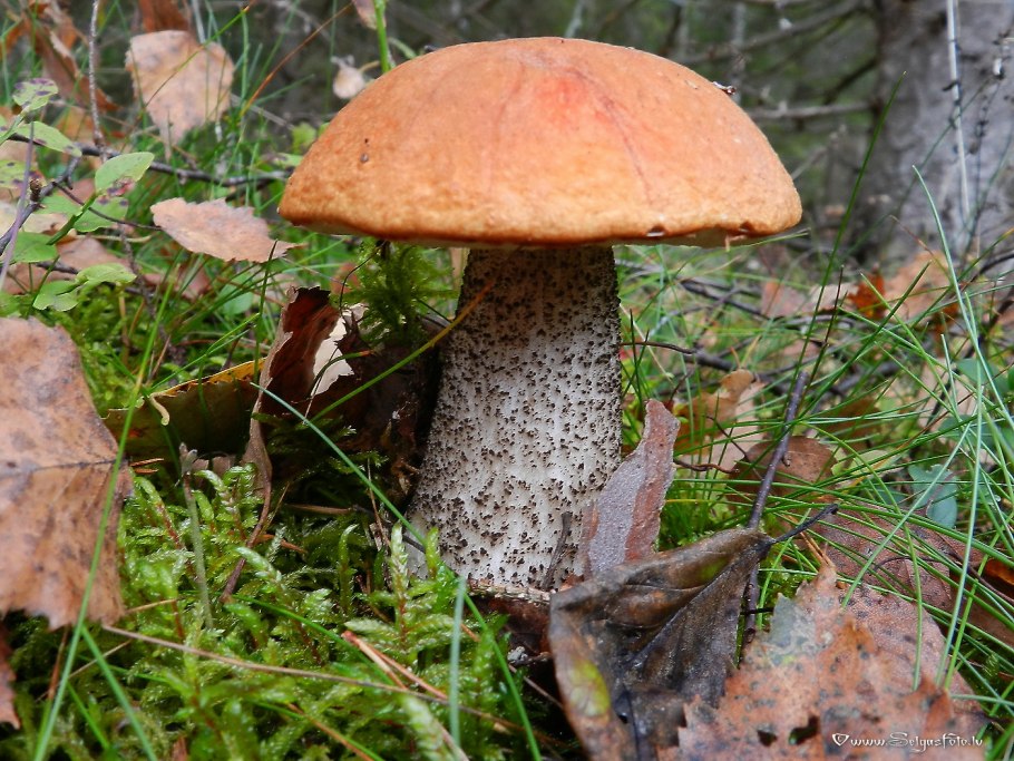 Leccinum piceinum