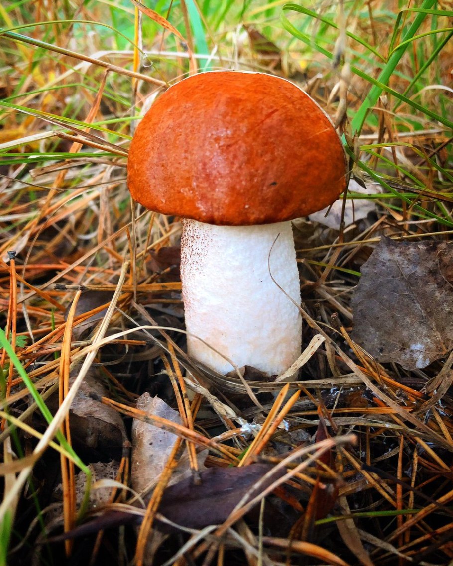Подосиновик красный