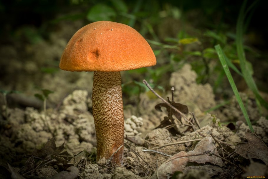 Грибы обабки и красноголовики