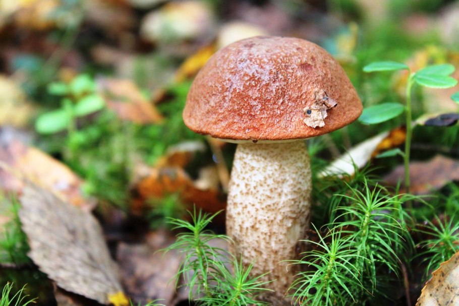 Съедобные грибы подосиновик