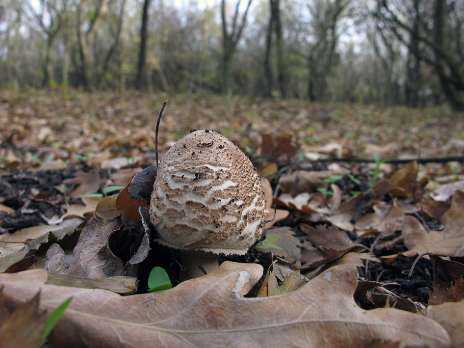 Macrolepiota konradii