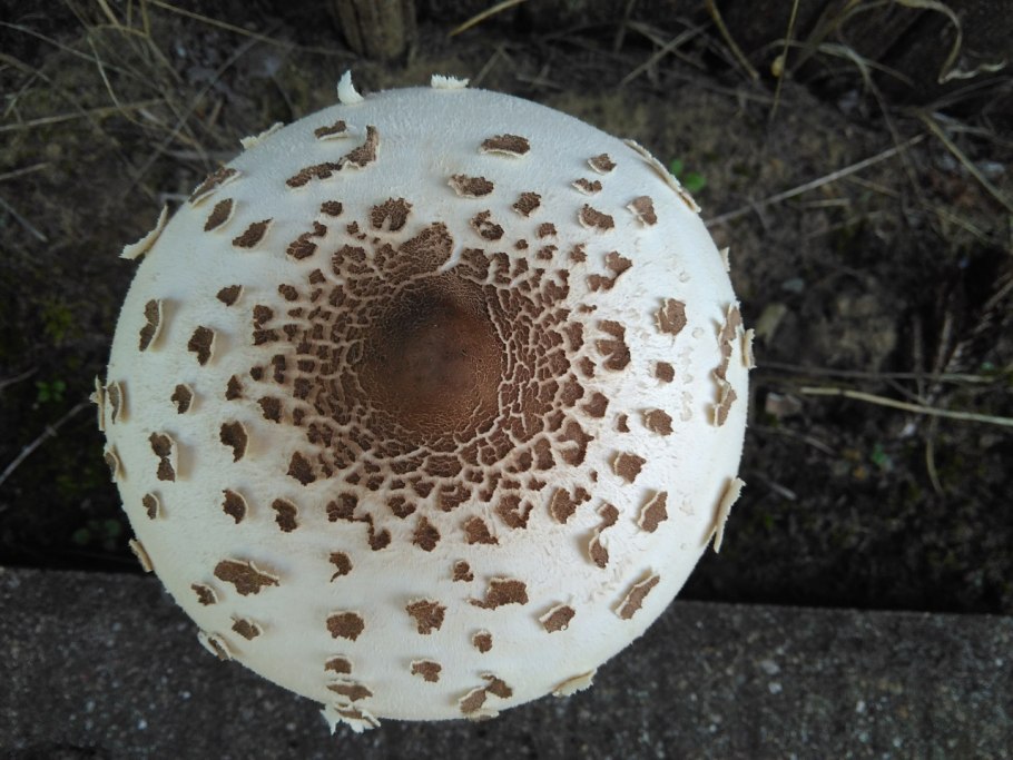 Macrolepiota konradii