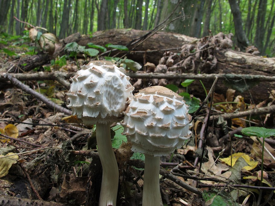 Macrolepiota konradii