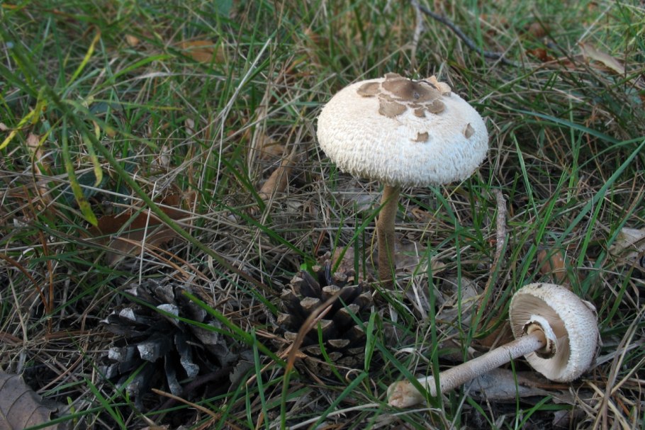 Гриб зонтик краснеющий подрисанное ото