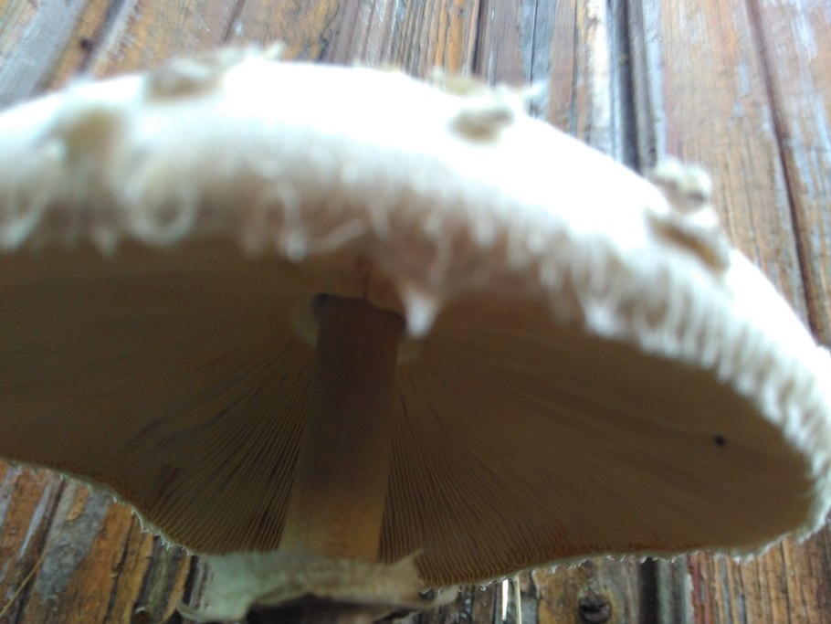 Зонтик Конрада (Macrolepiota konradii)