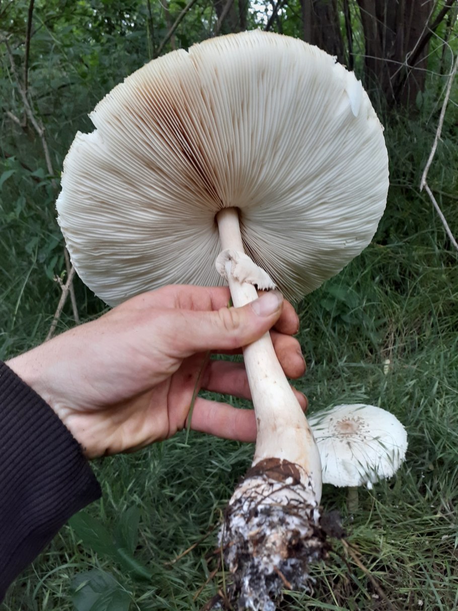 Гриб-зонтик Конрада (лат. Macrolepiota konradii)