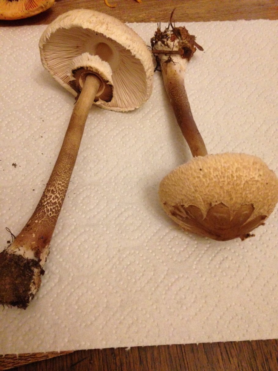 Зонтик Конрада съедобный