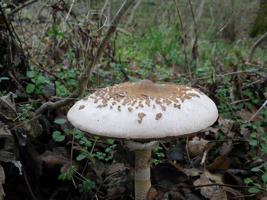 Гриб-зонтик Конрада (лат. Macrolepiota konradii)