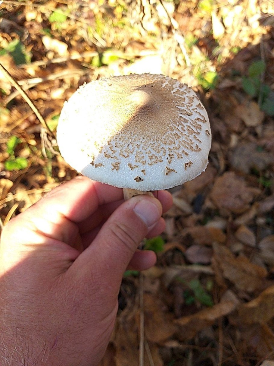 Macrolepiota konradii
