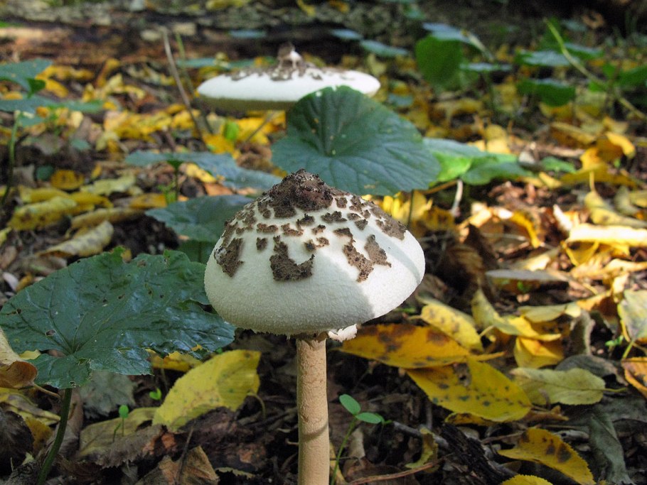 Грибы зонтики Конрада фото