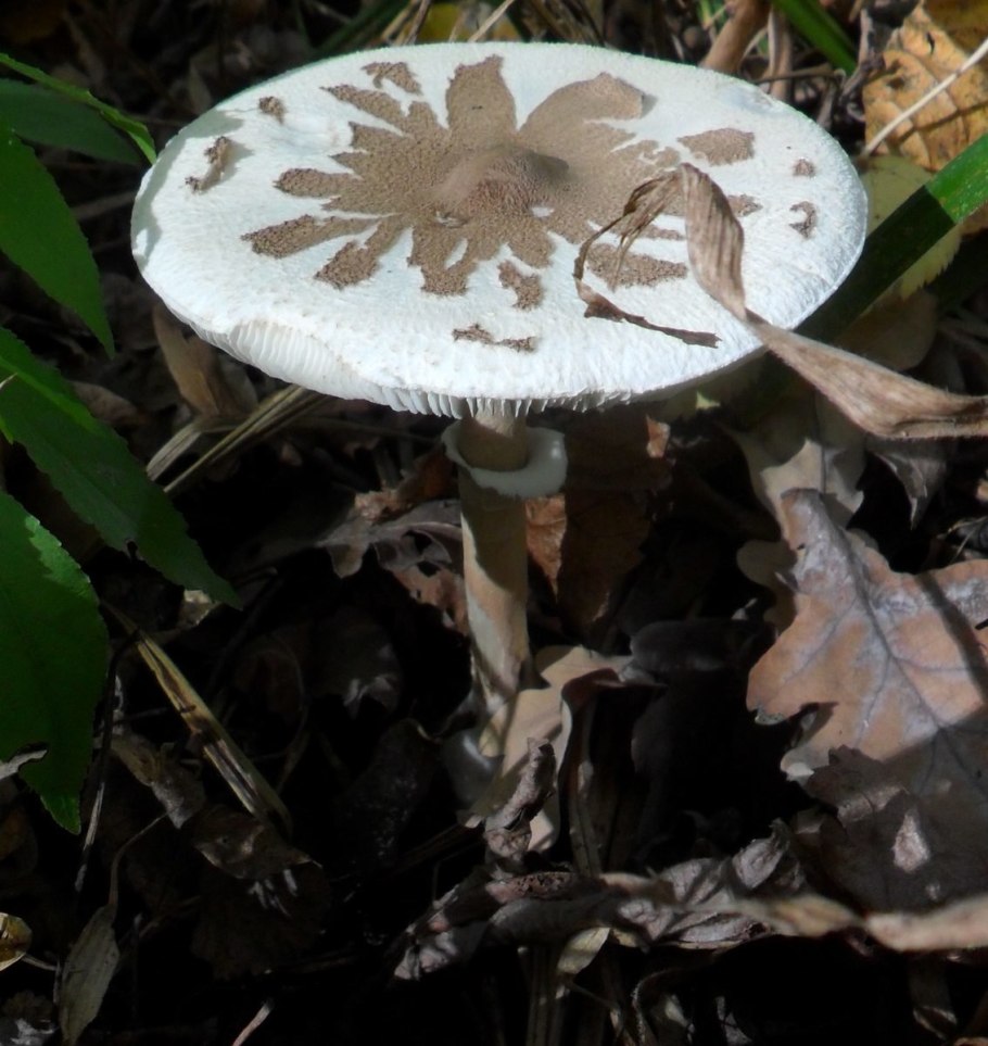 Гриб-зонтик Конрада (лат. Macrolepiota konradii)