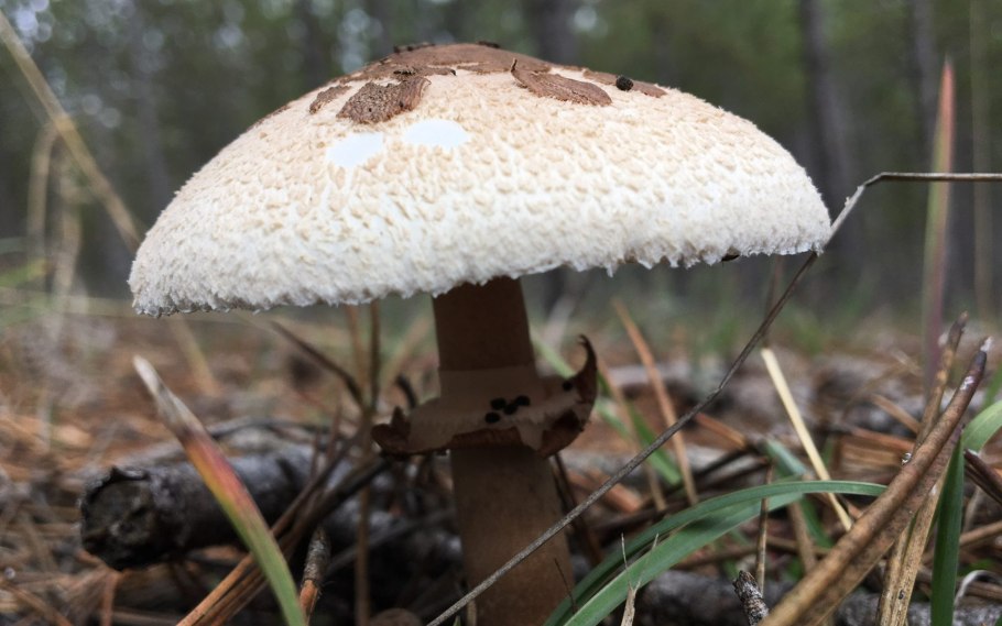 Macrolepiota konradii