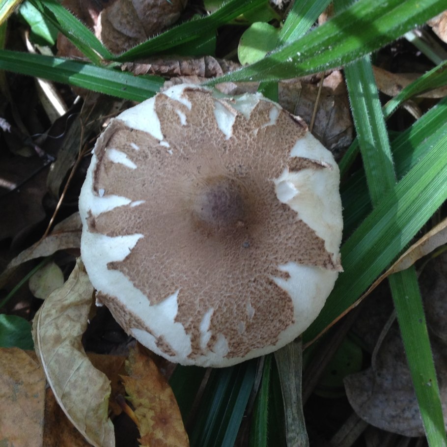 Гриб зонтик Конрада в Ставропольском крае