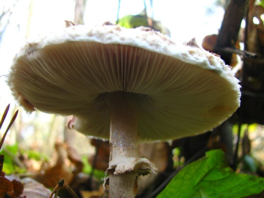 Macrolepiota konradii