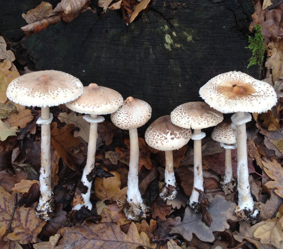 Зонтик Конрада (Macrolepiota konradii)