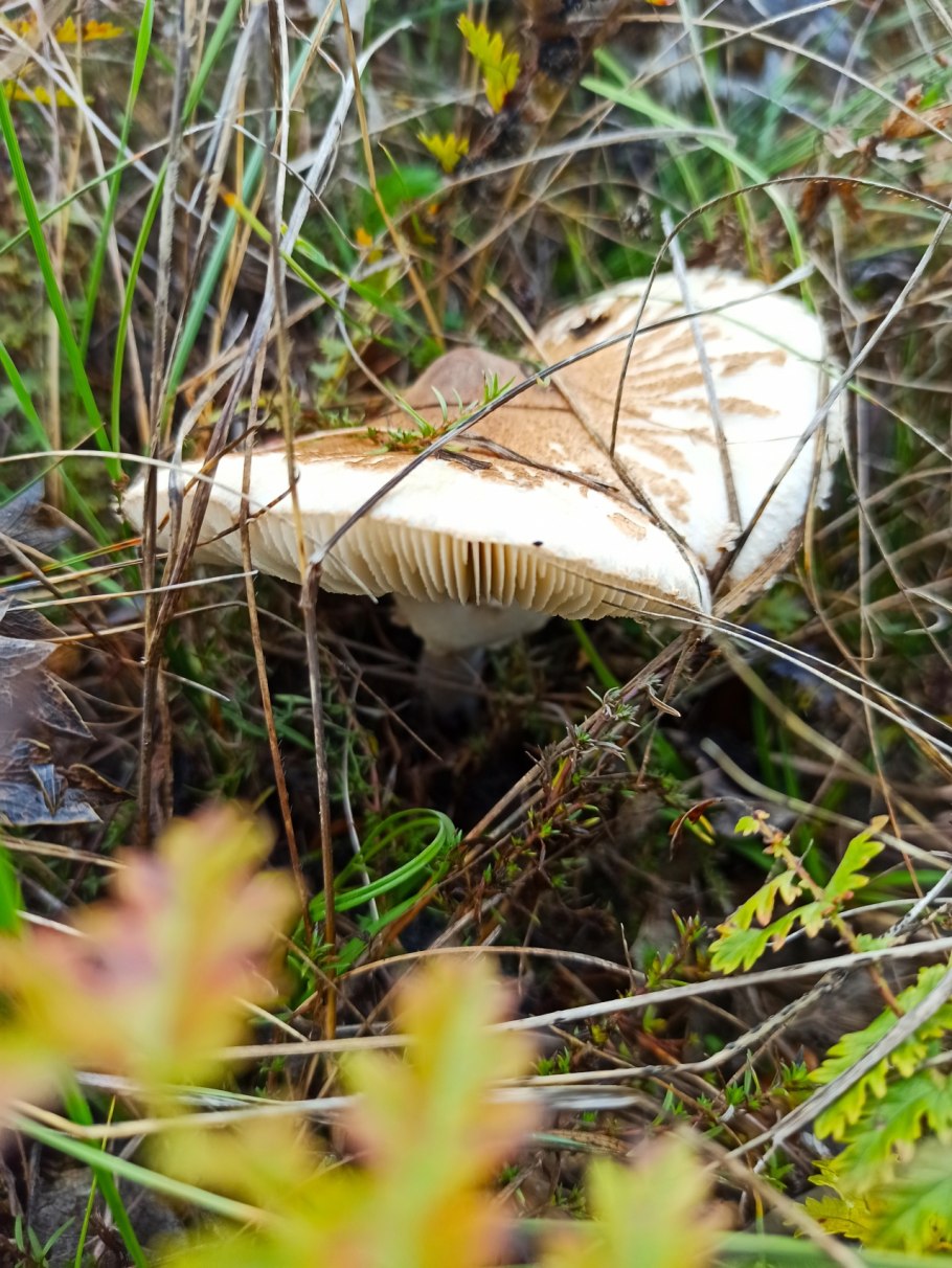 Крымские грибы рядовки