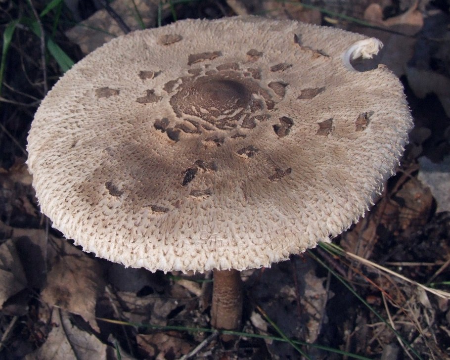 Macrolepiota konradii