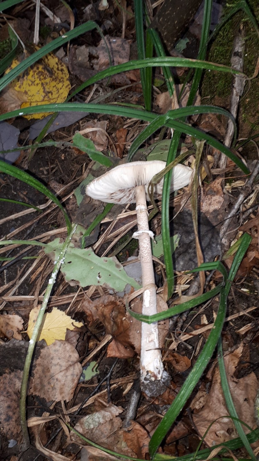 Грибы Ставропольского края зонтик