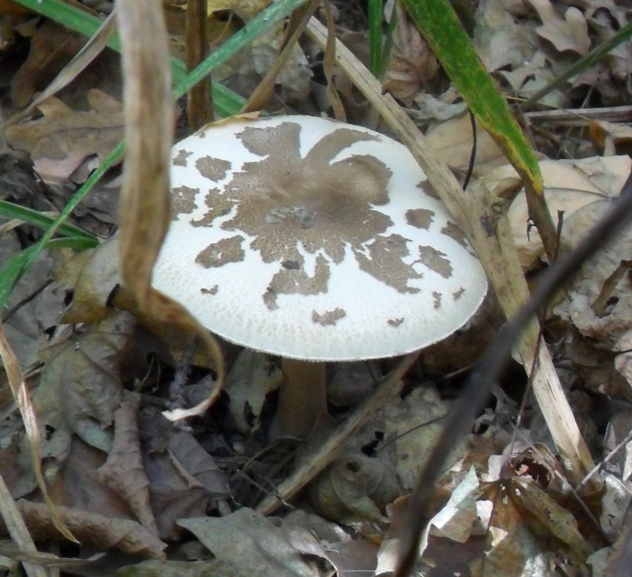 Macrolepiota konradii