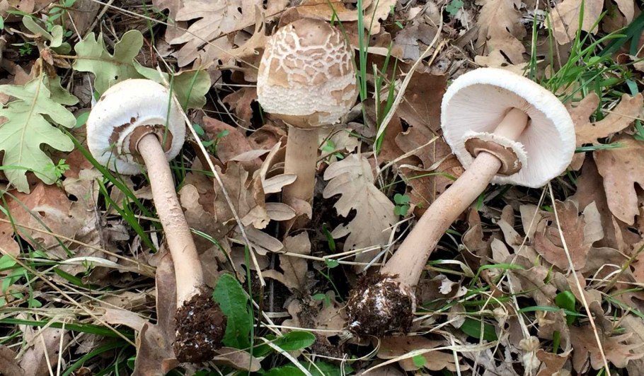 Осенние грибы Ставрополья