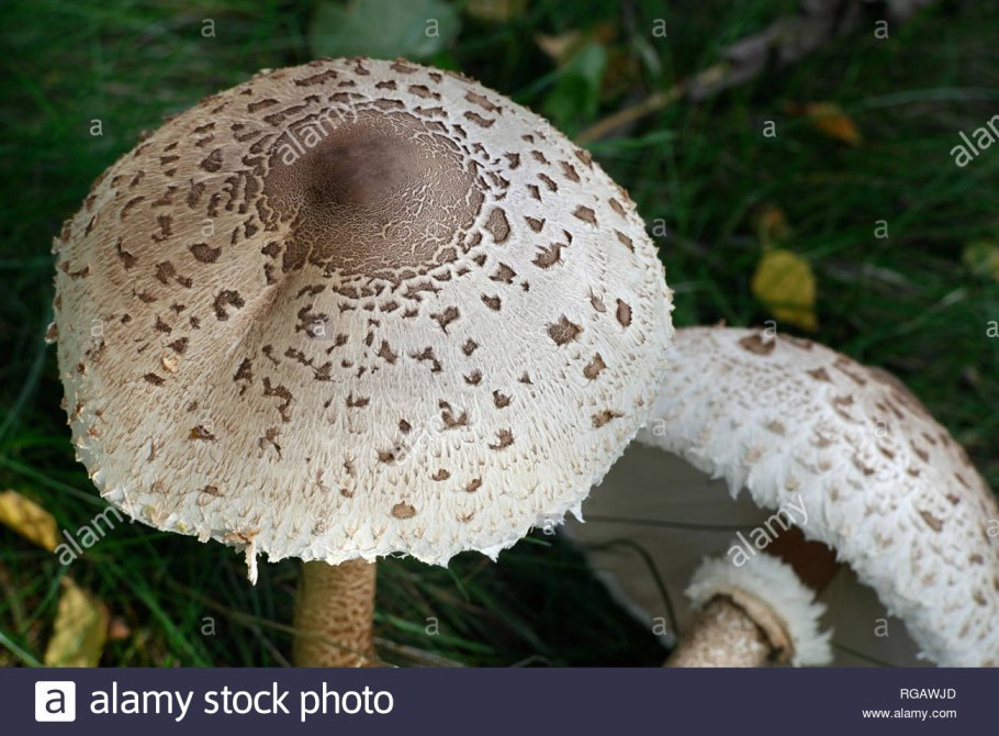 Фотографии гриба Конрада