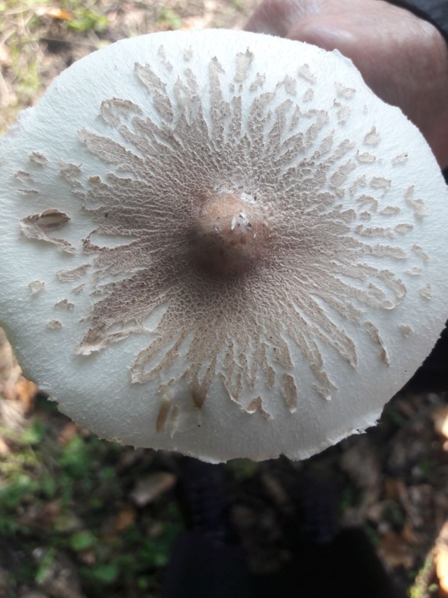 Macrolepiota konradii
