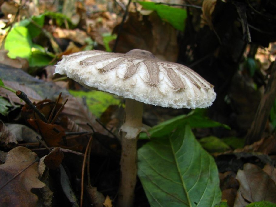 Зонтик краснеющий Chlorophyllum rhacode
