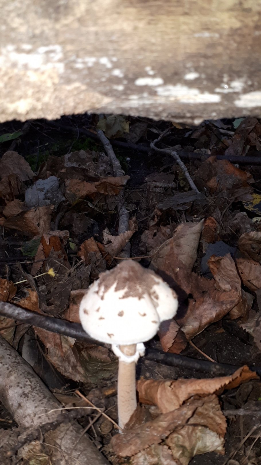 Гриб зонтик Грибоведы