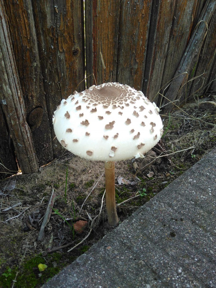 Гриб-зонтик Конрада (лат. Macrolepiota konradii)