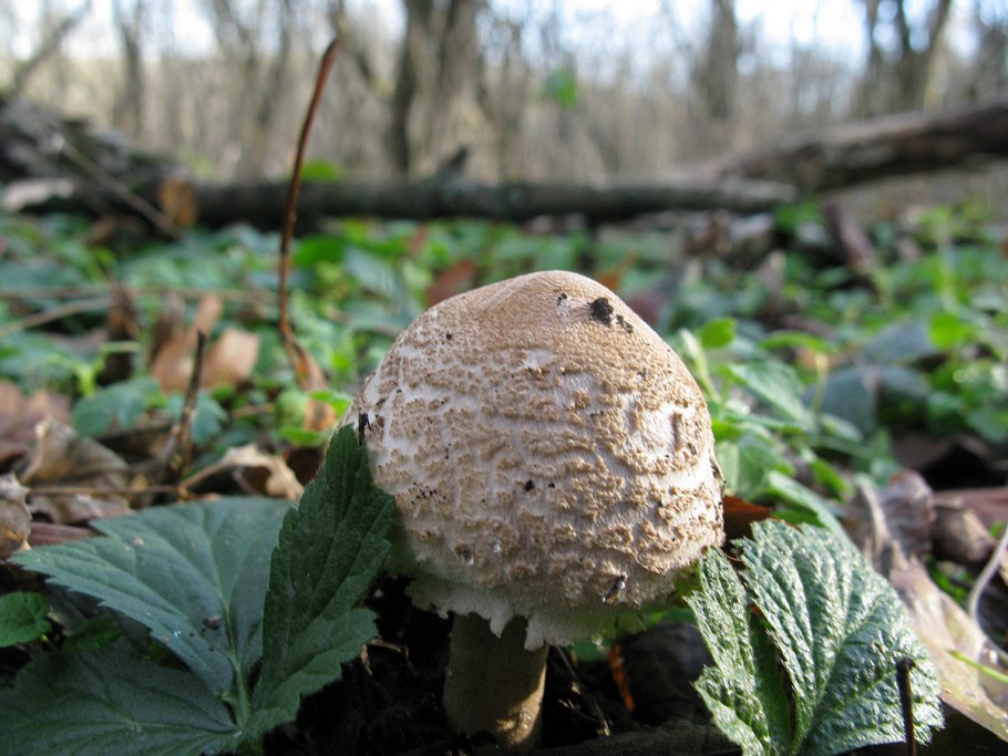 Грибы в Ставропольском лесу
